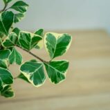 fikus-triangularis-sweetheart-ficus