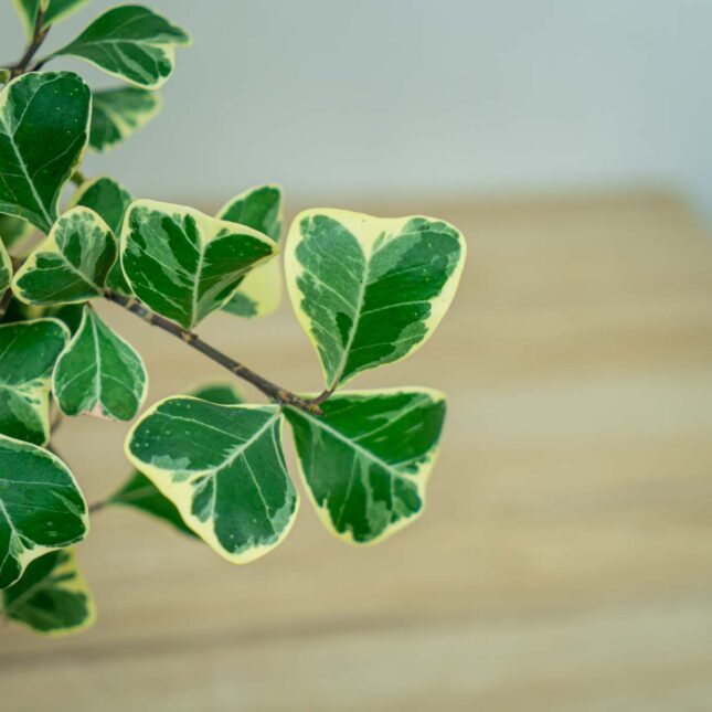 fikus-triangularis-sweetheart-ficus fikus-triangularis-sweetheart-ficus