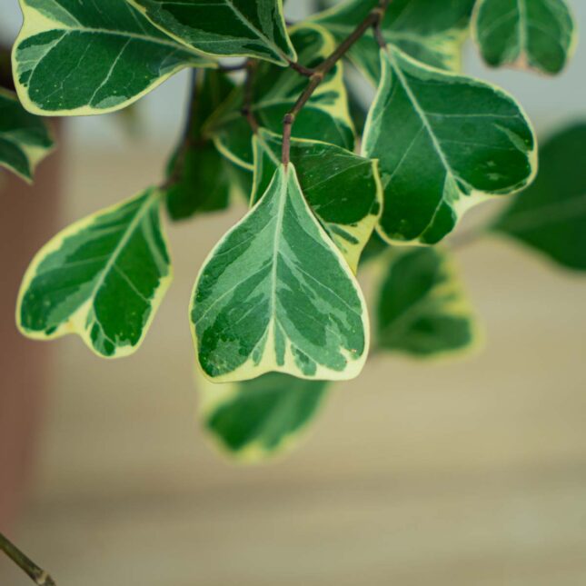 fikus-triangularis-sweetheart-ficus fikus-triangularis-sweetheart-ficus