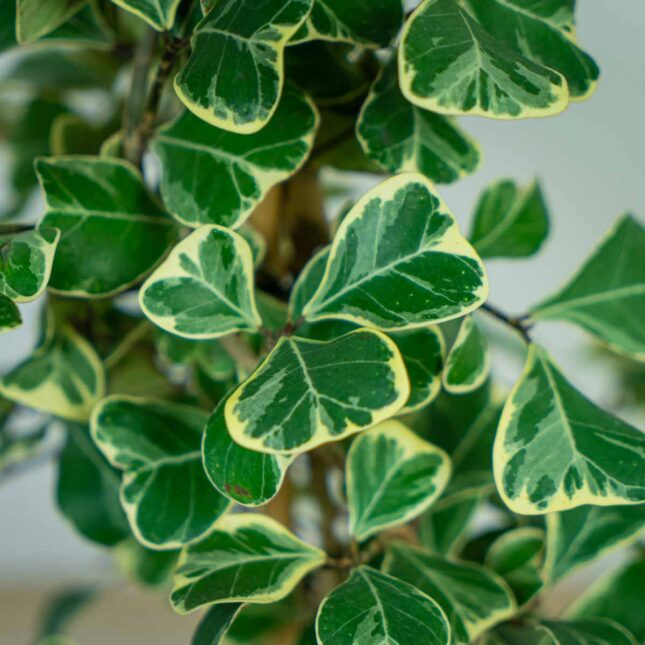 fikus-triangularis-sweetheart-ficus fikus-triangularis-sweetheart-ficus