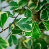 fikus-triangularis-sweetheart-ficus