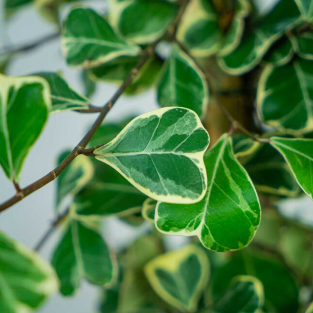 fikus-triangularis-sweetheart-ficus fikus-triangularis-sweetheart-ficus