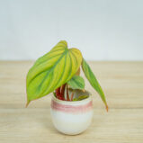 philodendron-columbia-baby
