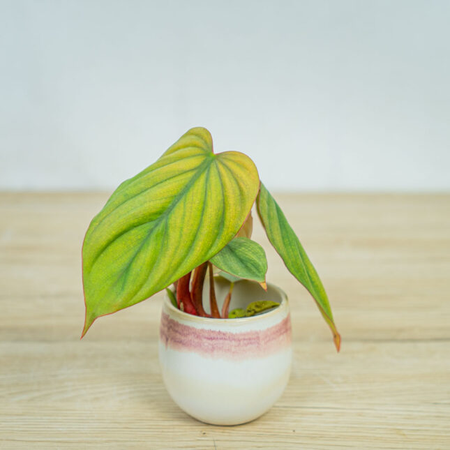 philodendron-columbia-baby