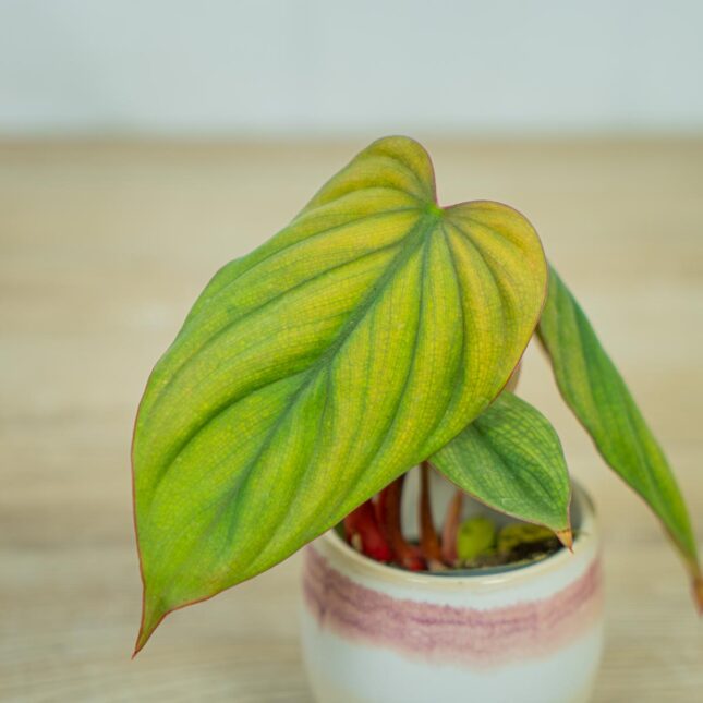 philodendron-columbia-baby philodendron-columbia-baby