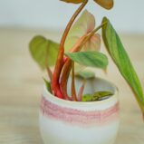 philodendron-columbia-baby