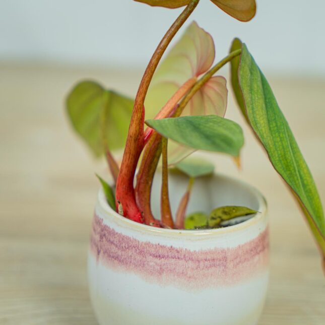 philodendron-columbia-baby philodendron-columbia-baby