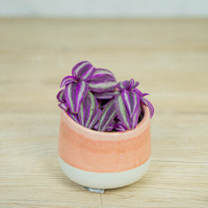 Trzykrotka-pink-paradie-baby-tradescantia