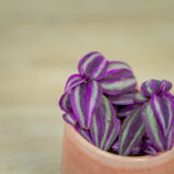 Trzykrotka-pink-paradie-baby-tradescantia