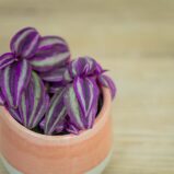 Trzykrotka-pink-paradie-baby-tradescantia