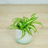 zielistka-chlorophytum-comosum-variegatum-baby