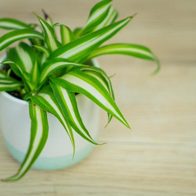 zielistka-chlorophytum-comosum-variegatum-baby zielistka-chlorophytum-comosum-variegatum-baby