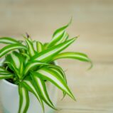 zielistka-chlorophytum-comosum-variegatum-baby