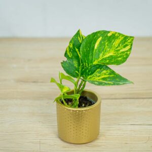 epipremnum-zlociste-baby