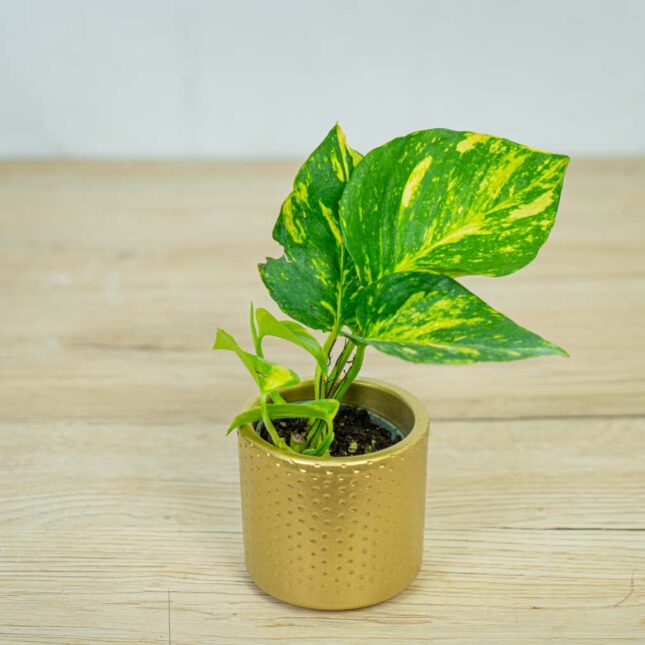 epipremnum-zlociste-baby epipremnum-zlociste-baby