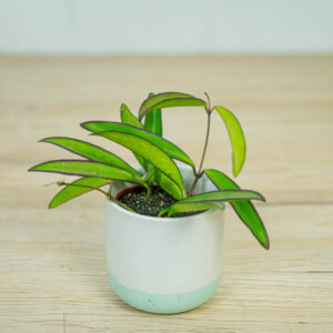 hoya-wayetii-longifolia-china-beans