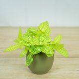 fittonia-mosaic-lemon