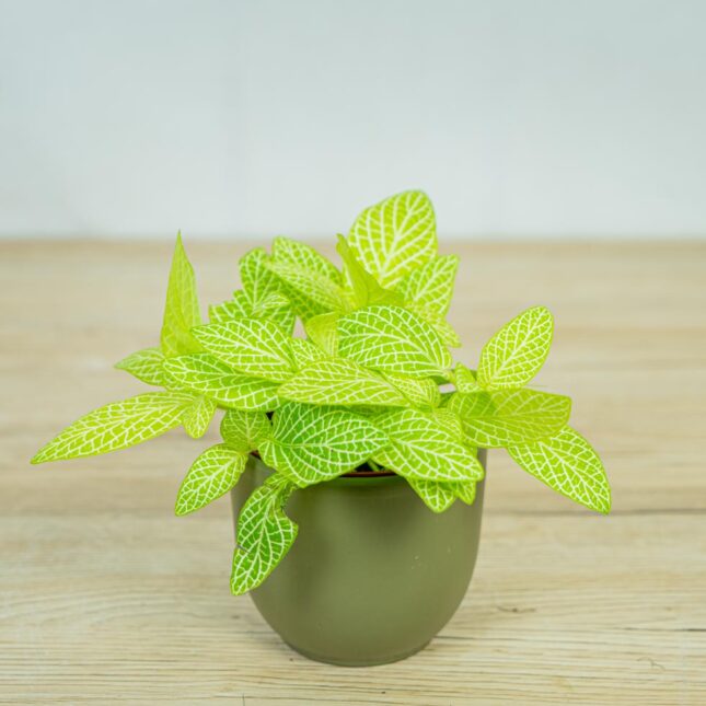 fittonia-mosaic-lemon fittonia-mosaic-lemon