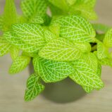 fittonia-mosaic-lemon