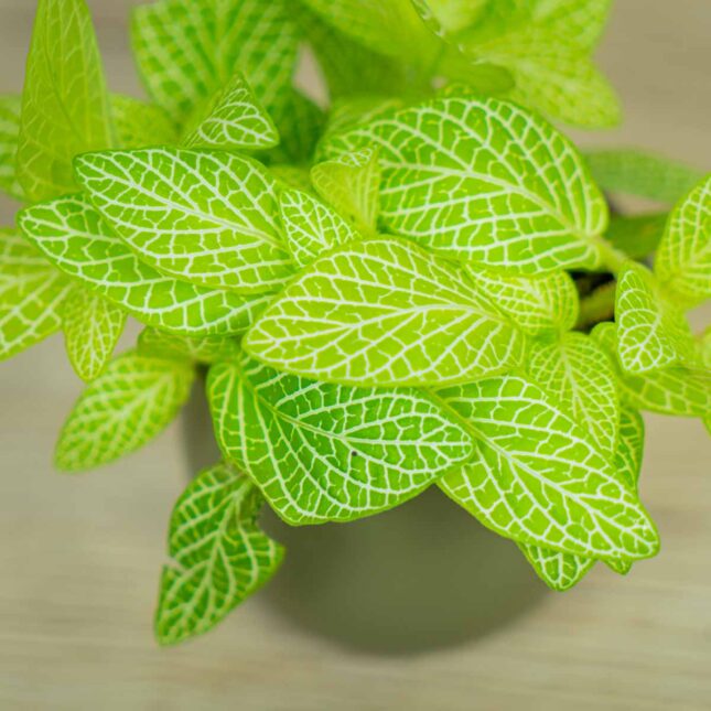 fittonia-mosaic-lemon fittonia-mosaic-lemon