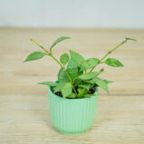 Hoya-lacunosa-mint