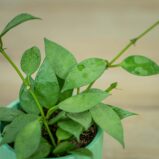 Hoya-lacunosa-mint