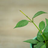 Hoya-lacunosa-mint