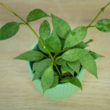 Hoya-lacunosa-mint