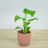 strelicja-biala-baby-strelitzia-nicolai