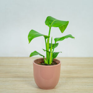 strelicja-biala-baby-strelitzia-nicolai