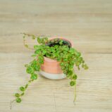 peperomia-prostrata-baby