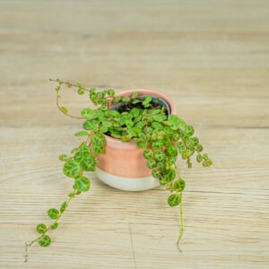 peperomia-prostrata-baby