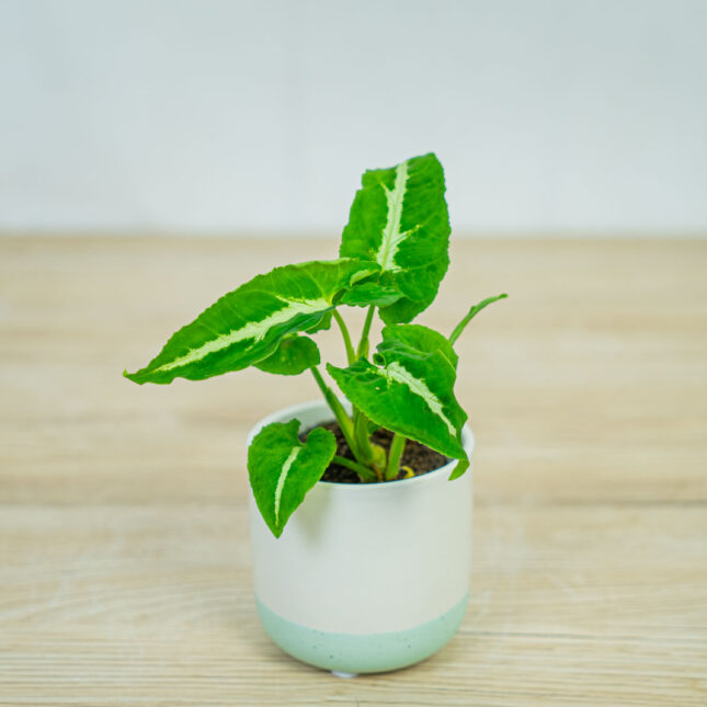 syngonium-wendlandii-baby syngonium-wendlandii-baby