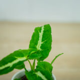 syngonium-wendlandii-baby