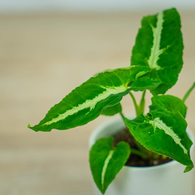 syngonium-wendlandii-baby syngonium-wendlandii-baby