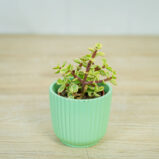 Portulacaria-afra-Variegata-baby