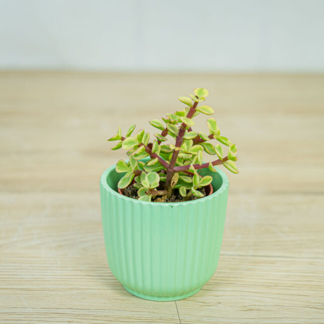 Portulacaria-afra-Variegata-baby Portulacaria-afra-Variegata-baby