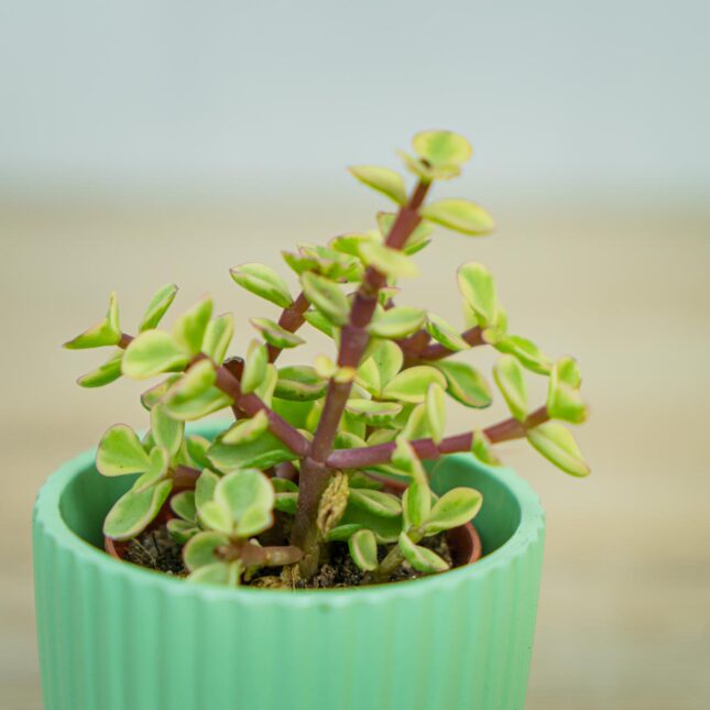 Portulacaria-afra-Variegata-baby Portulacaria-afra-Variegata-baby
