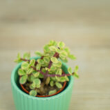 Portulacaria-afra-Variegata-baby