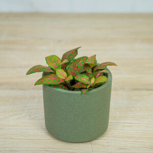fittonia-mosaic-skeleton