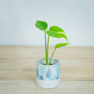 monstera-thai-constelation