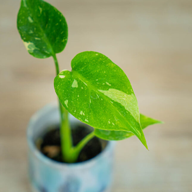 monstera-thai-constelation monstera-thai-constelation