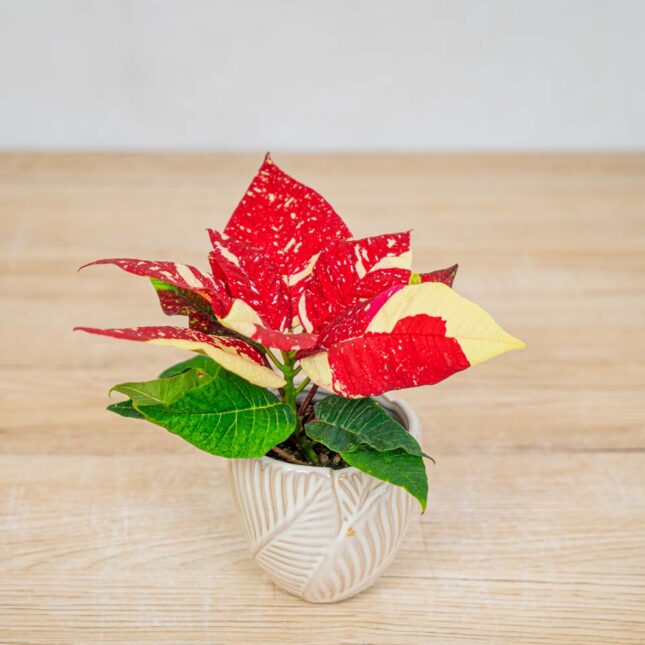 poinsecja-gwiazda-betlejemska-euphorbia-pulcherrima-fantasy-star poinsecja-gwiazda-betlejemska-euphorbia-pulcherrima-fantasy-star