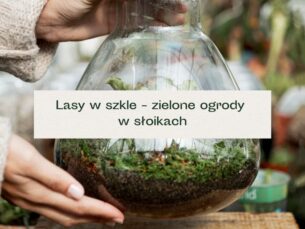 Szklany, przezroczysty słój trzymany przez kobietę, w którym są zielone rośliny