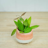 Hoya-carnosa-gracilis-memoria