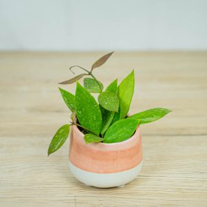 Hoya-carnosa-gracilis-memoria