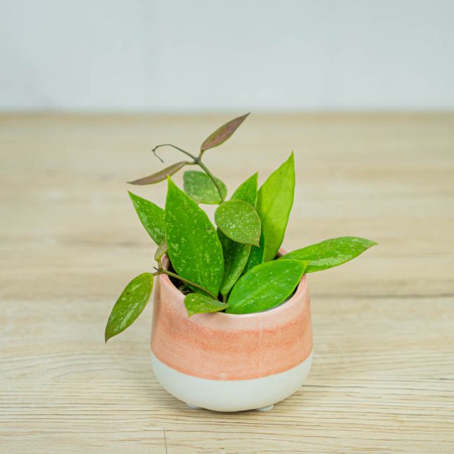 Hoya-carnosa-gracilis-memoria Hoya-carnosa-gracilis-memoria