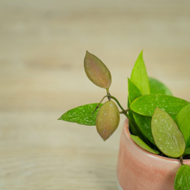 Hoya-carnosa-gracilis-memoria Hoya-carnosa-gracilis-memoria