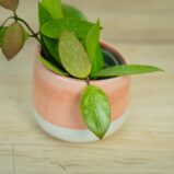 Hoya-carnosa-gracilis-memoria