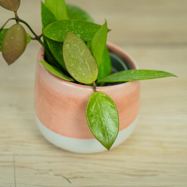 Hoya-carnosa-gracilis-memoria Hoya-carnosa-gracilis-memoria